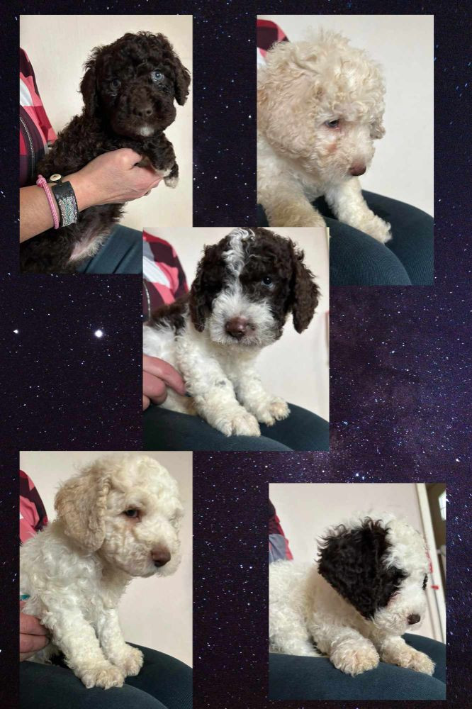 Spanish Water Dog (Perro de Agua Espanol)