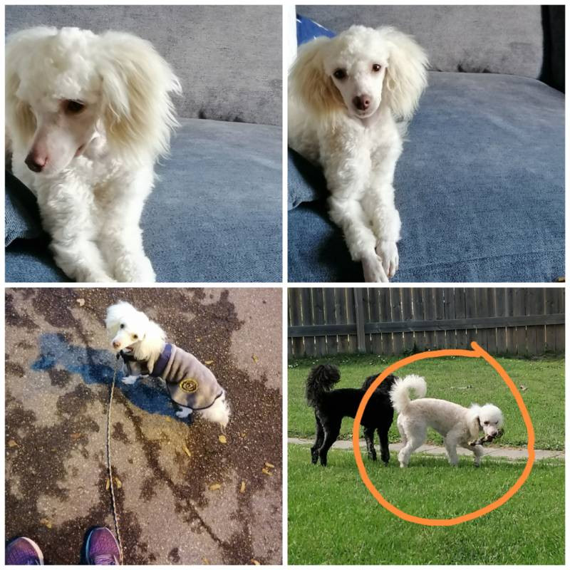 Hjortkvarns Cavapoo