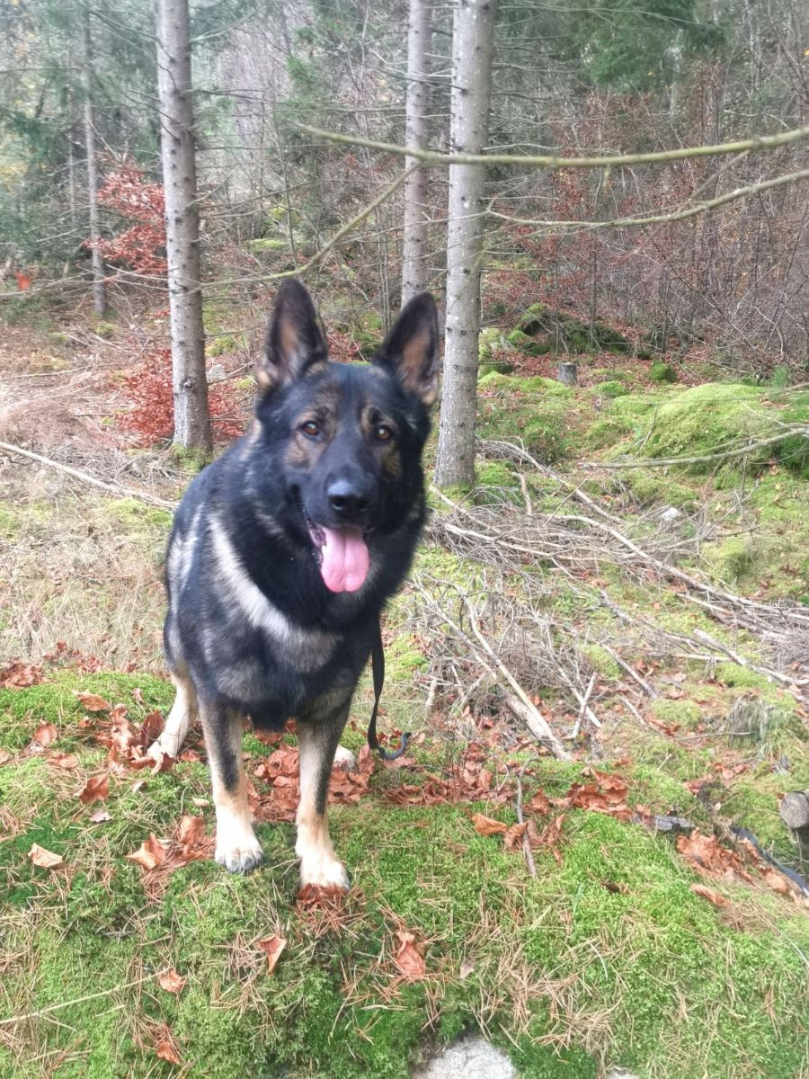 Kennel Snibor Anzi