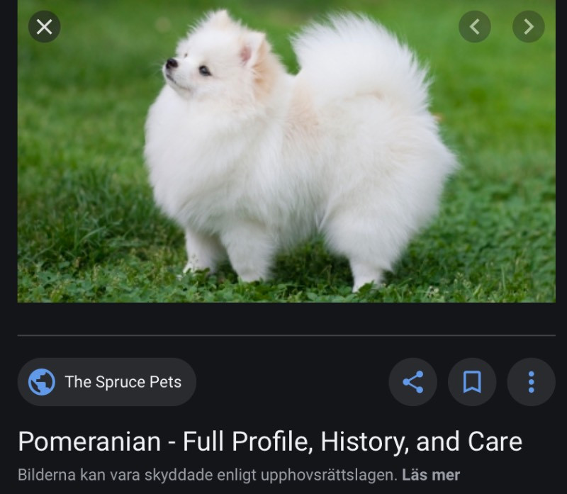 Papillon