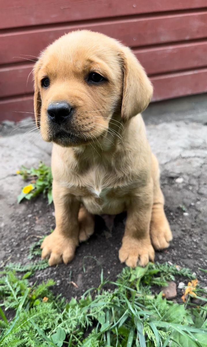 Labrador Retriever