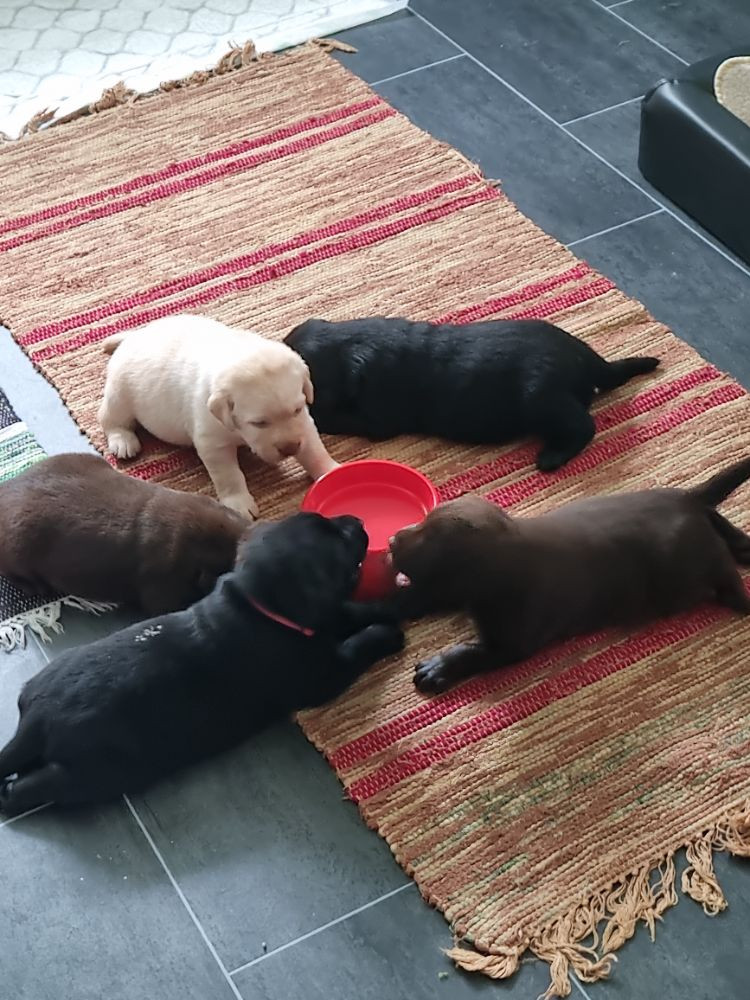 Labrador Retriever