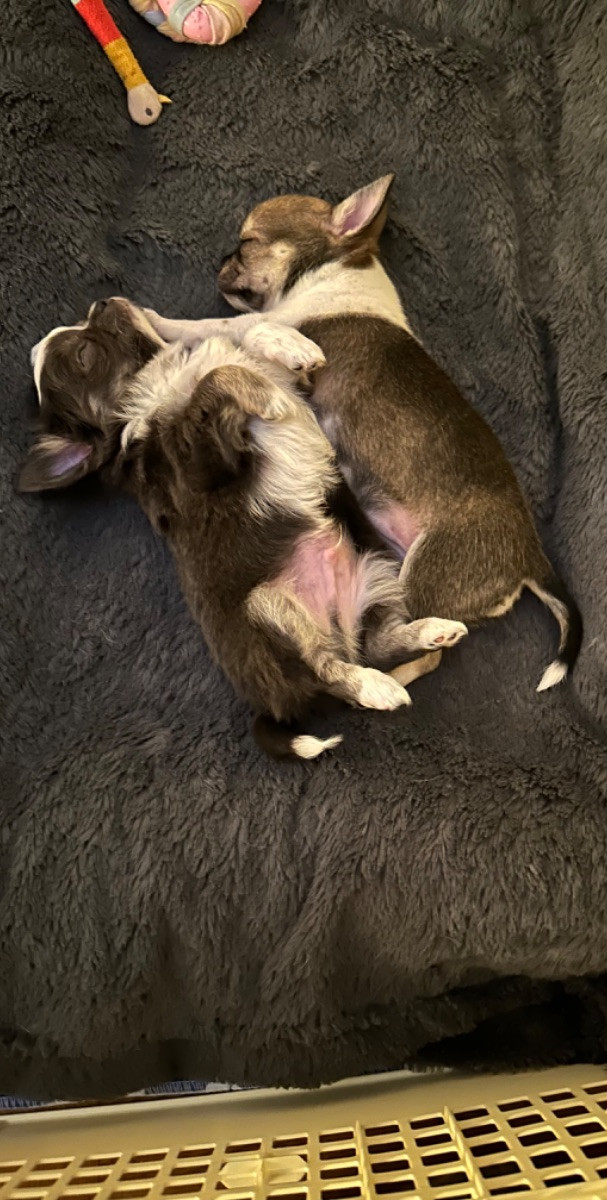 Chihuahua