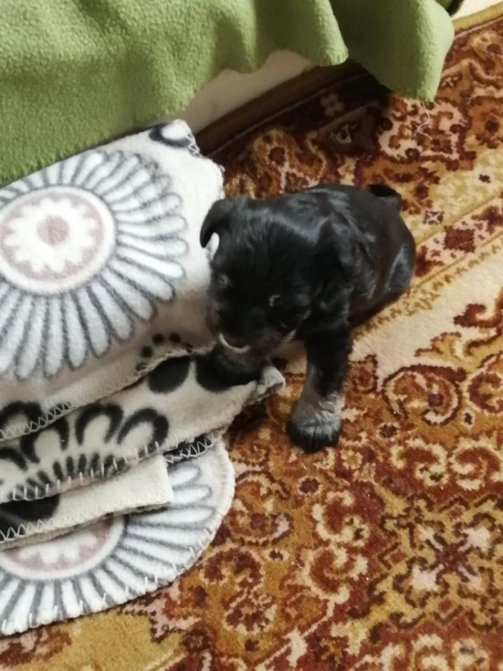 Mini Frend