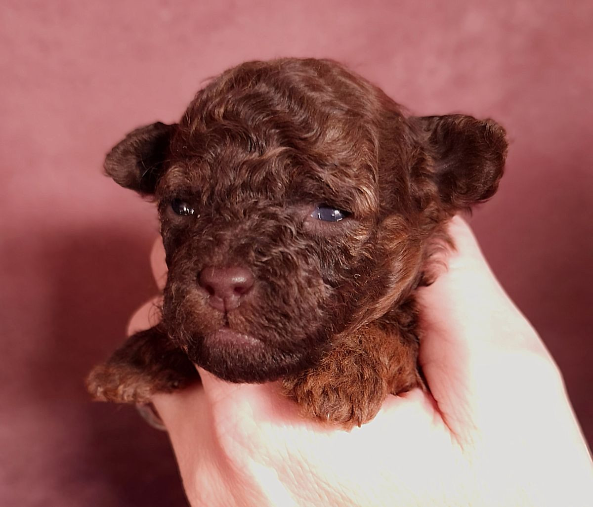 Shitzu Pudel · 2025-12-14 · Påarp · Jonas R.