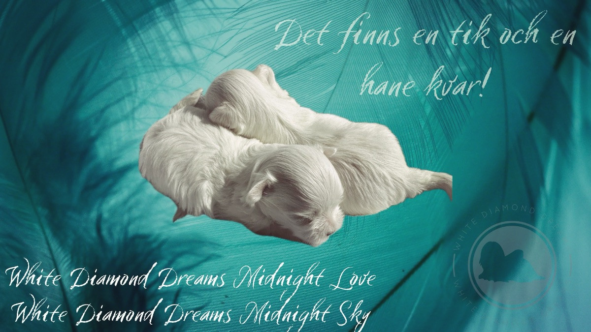 White Diamond Dreams