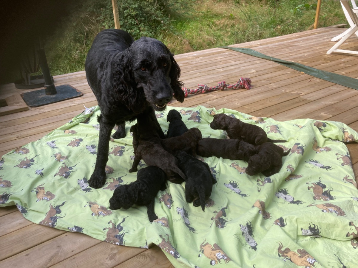 Storpudel, Flatcoated retriever, Golden retriever