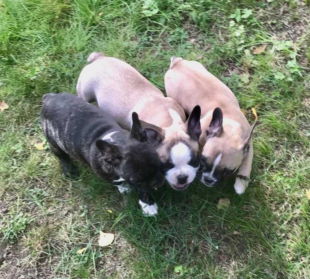 French Bulldog
