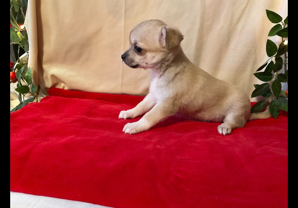 Chihuahua/Papillon · 2025-11-03 · Sandöverken · Carina B.