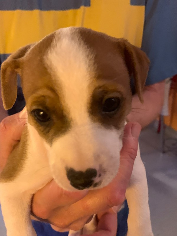 Danish Swedish Farmdog