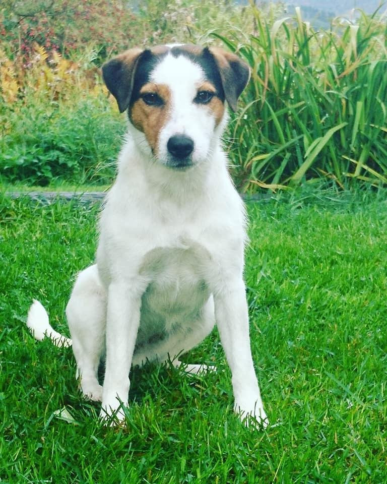 Divatorpets
