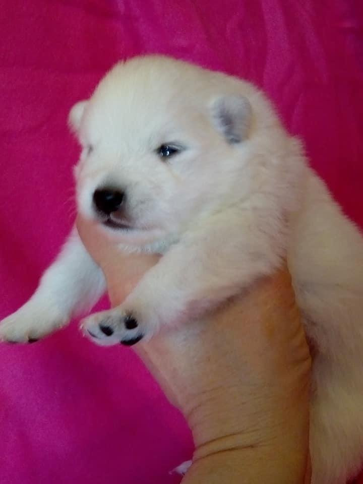 Kennel Alegros