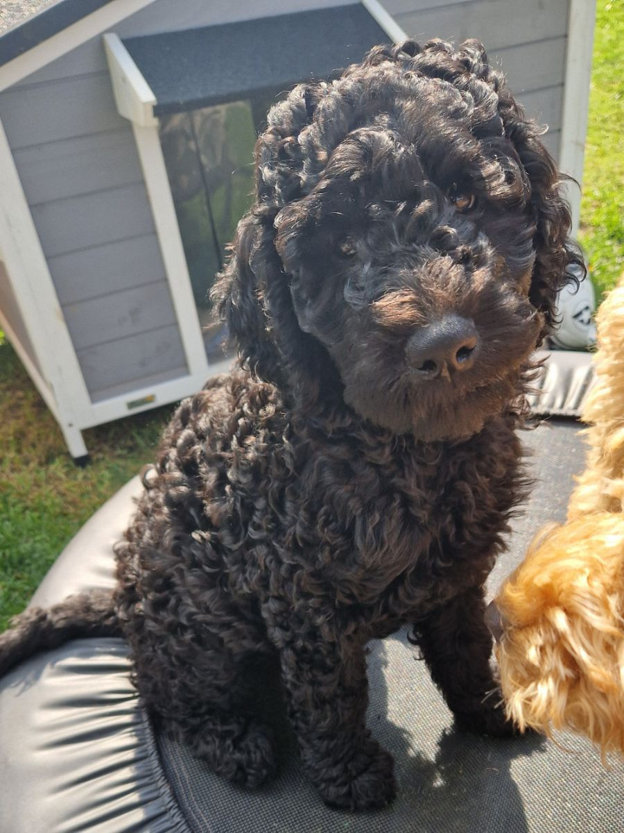 Lyckornaslabradoodle