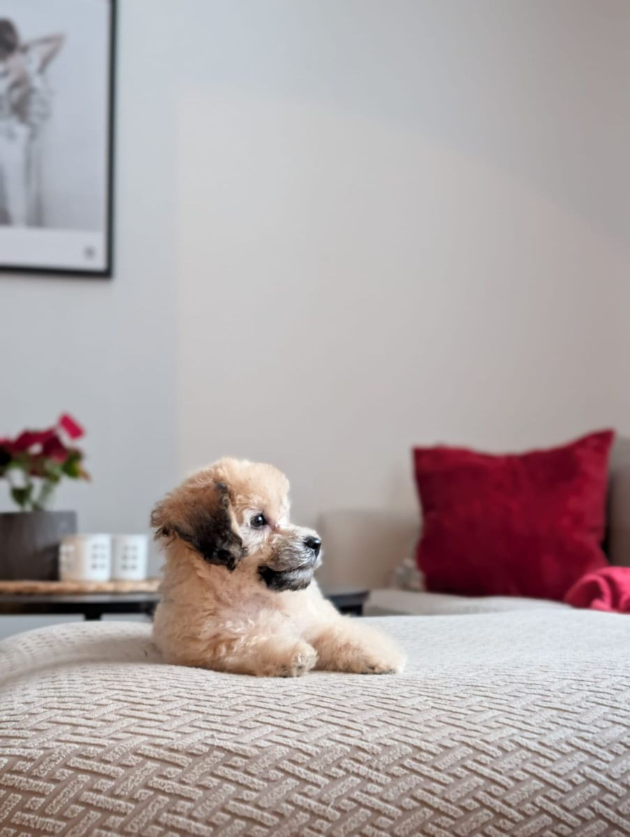 Havapoo · 2025-10-28 · Ösmo · My B.