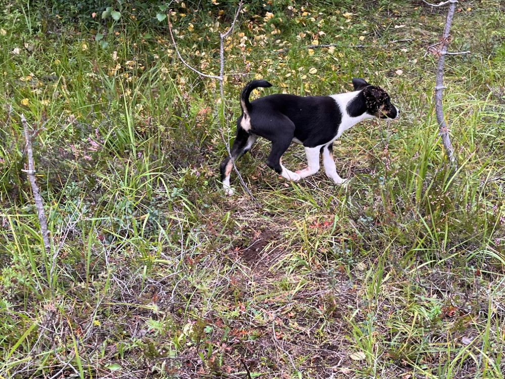 Dansk Svensk Gårdshund - Alaskan Husky