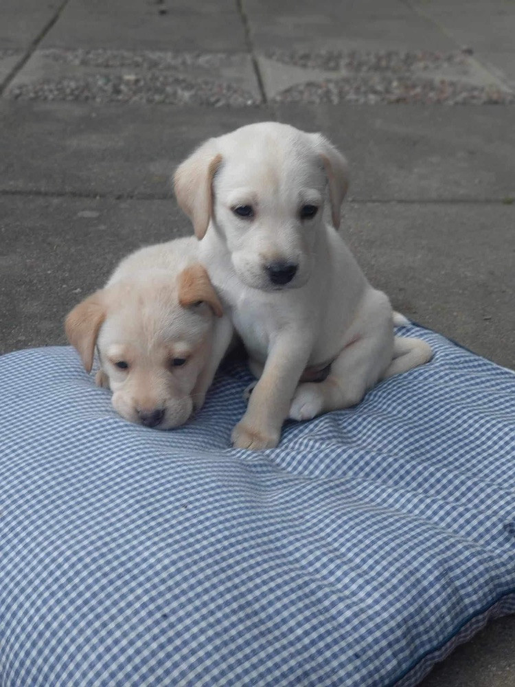 Labrador bordercollie