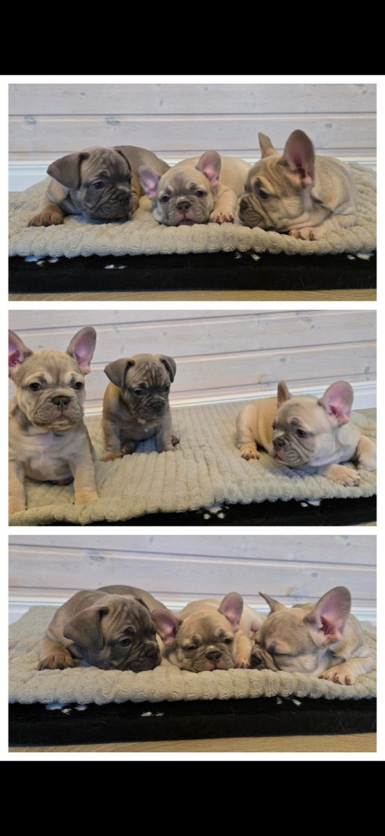 French Bulldog · 2025-10-27 · Strängnäs · Slobodan D.