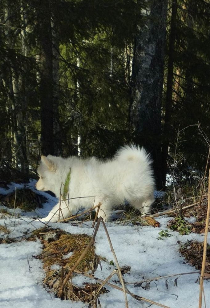 Samejäntans