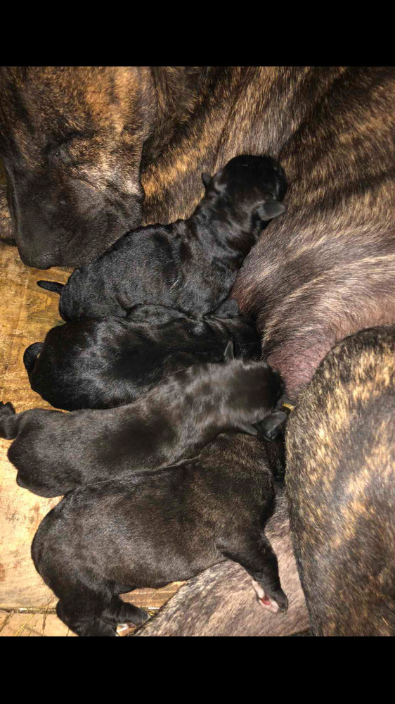Presa canario