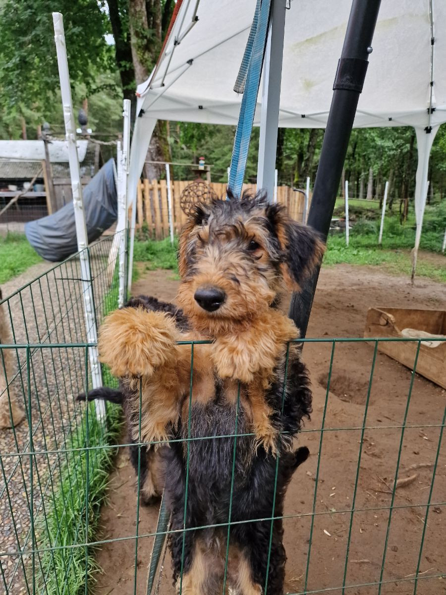 Airedale terrier