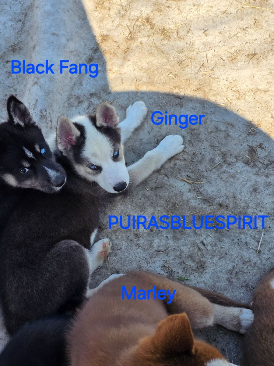 Puirasbluespirit