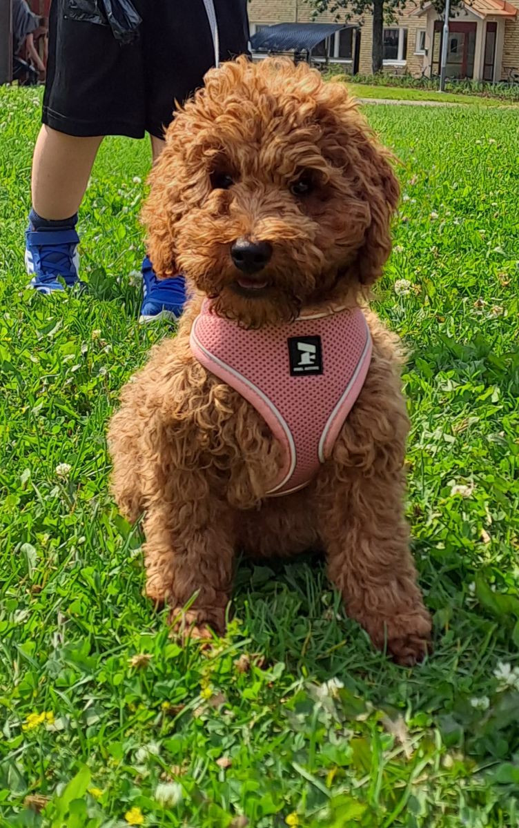 Maltipoo
