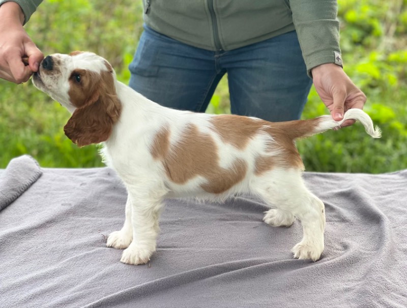 Welsh Springer Spaniel