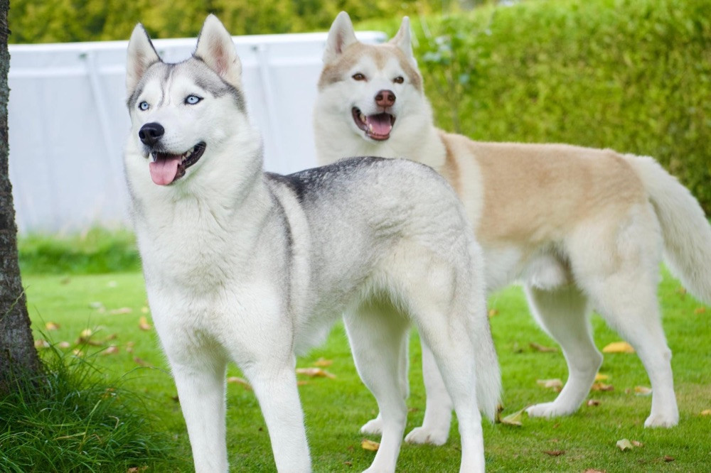 Siberian Husky
