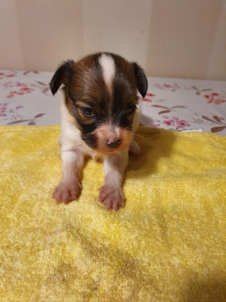 Kelebeks kennel