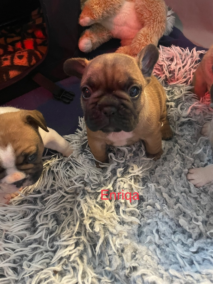 N,Slätternas Frabull