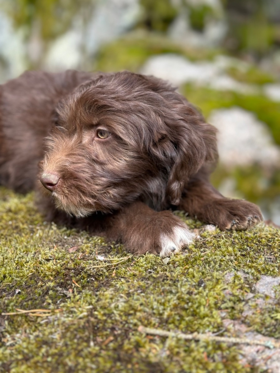 Isadoras Pudel och Cockerpoo