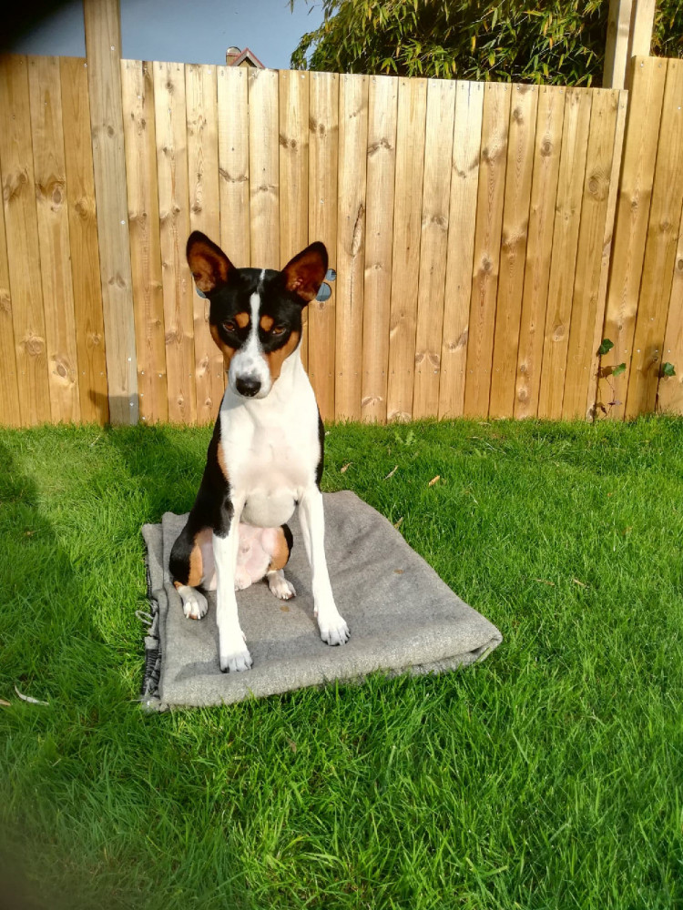 Basenji