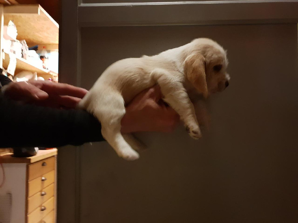 Petit basset griffon vendéen