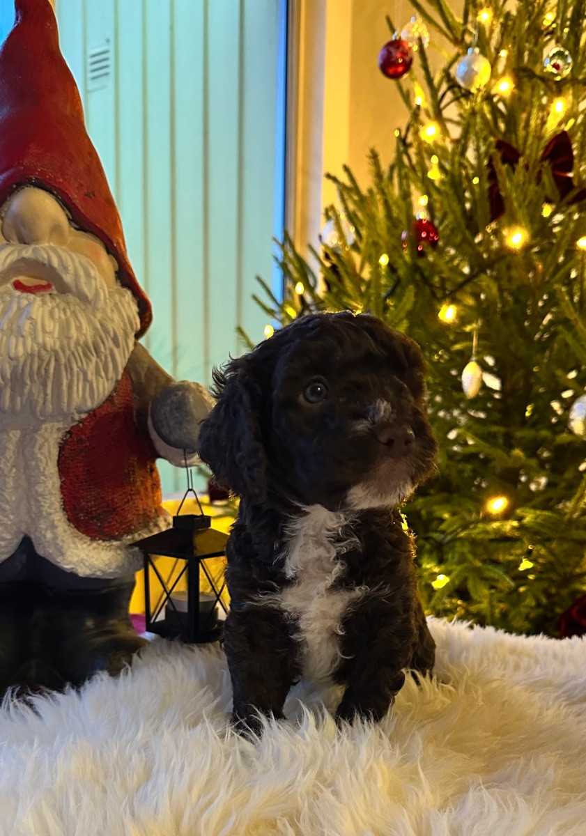 Spanish Water Dog (Perro de Agua Espanol)