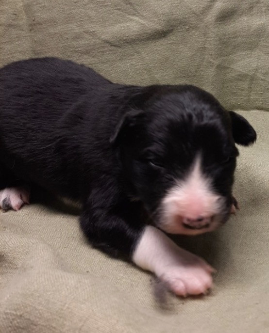 Border collie