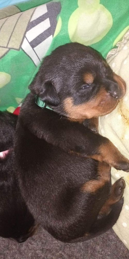 Rottweiler