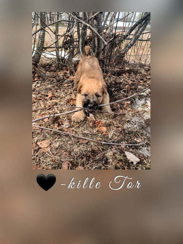 Irish softcoated wheaten terrier