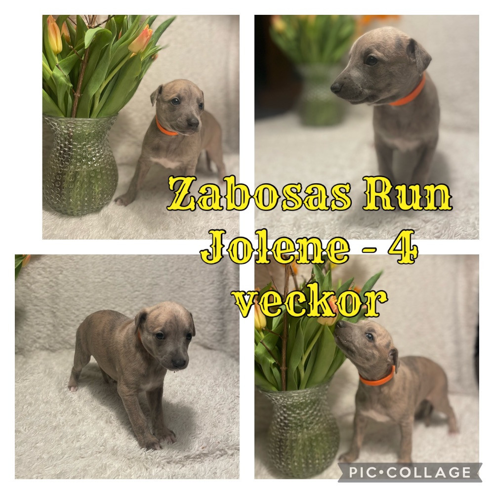 Zabosa’s Run