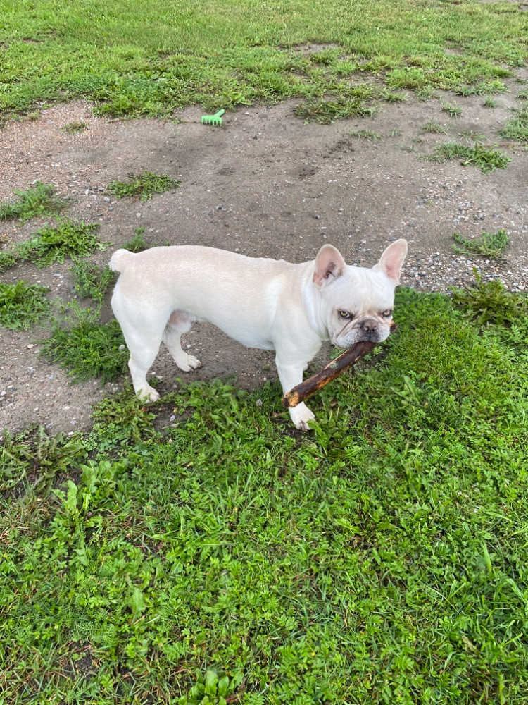 French Bulldog