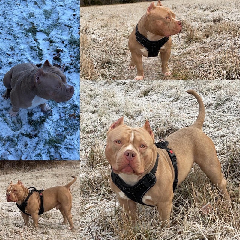 Lion.bullys