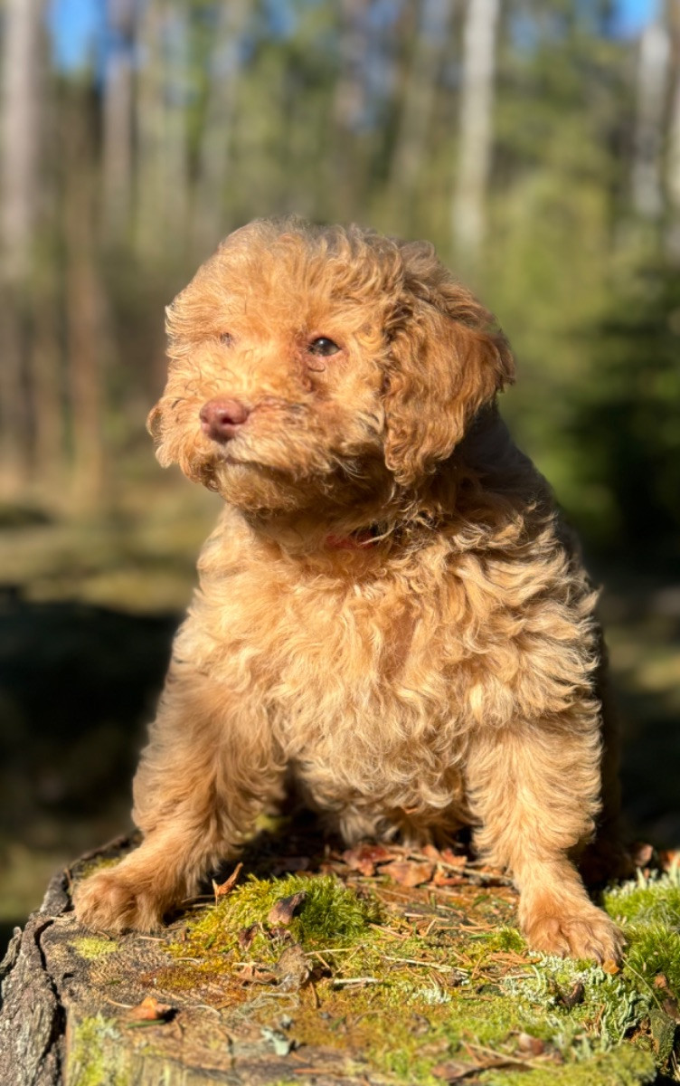 Isadoras Pudel och Cockerpoo