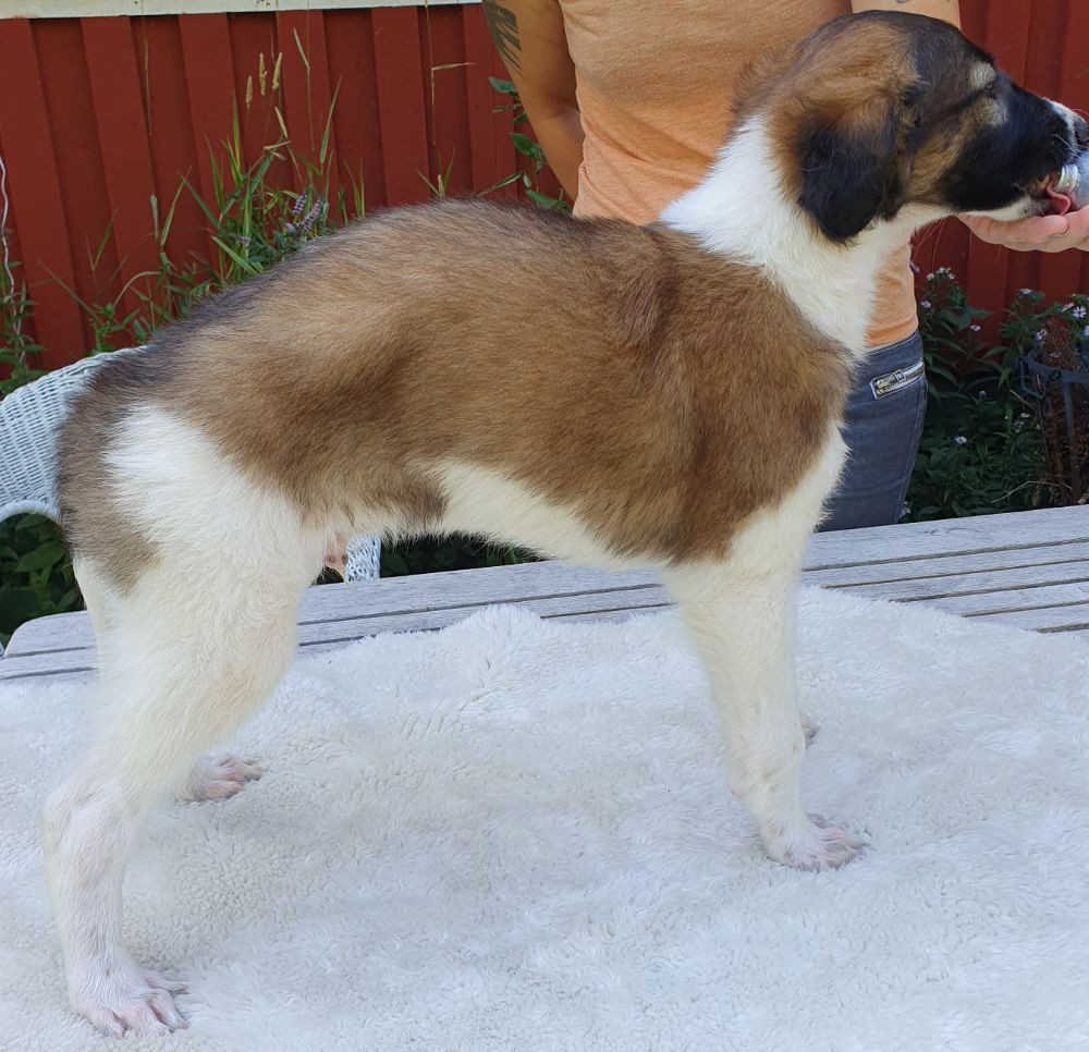 Vargmossens kennel