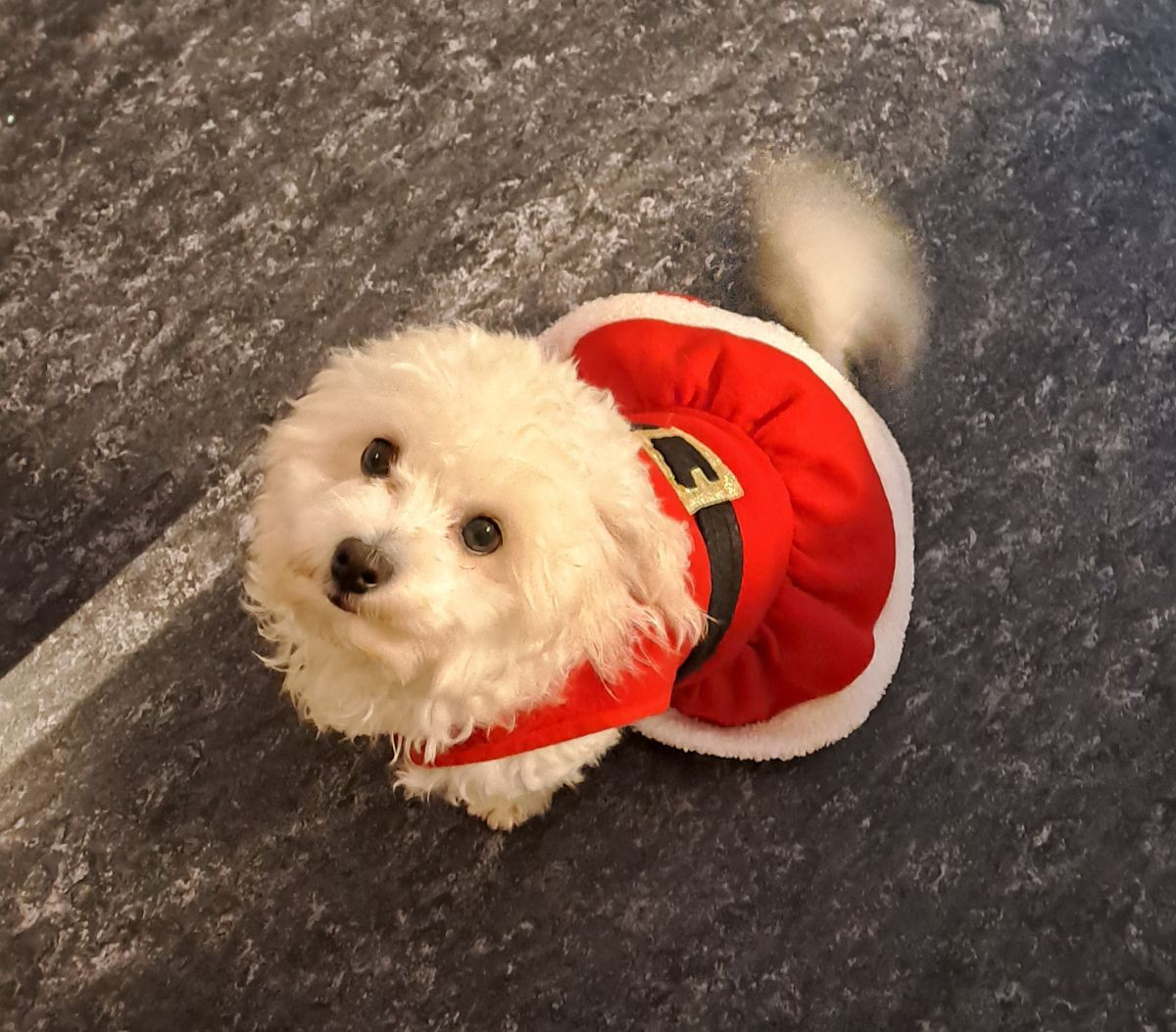 Maltipoo
