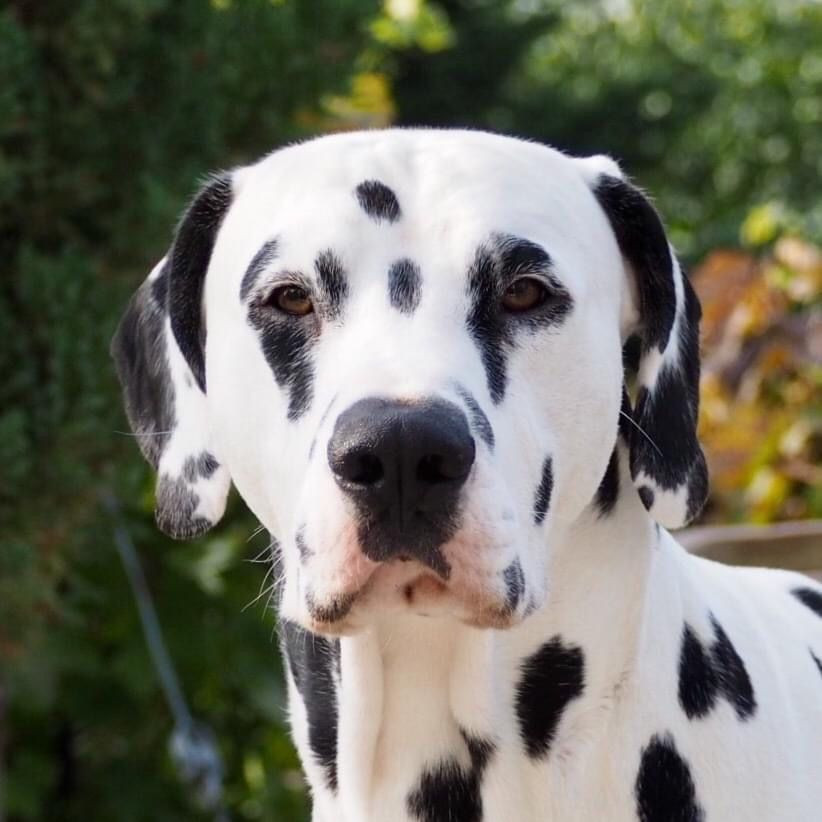 Dalmatian