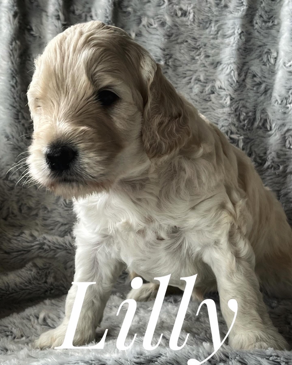 Multigenerations labradoodle