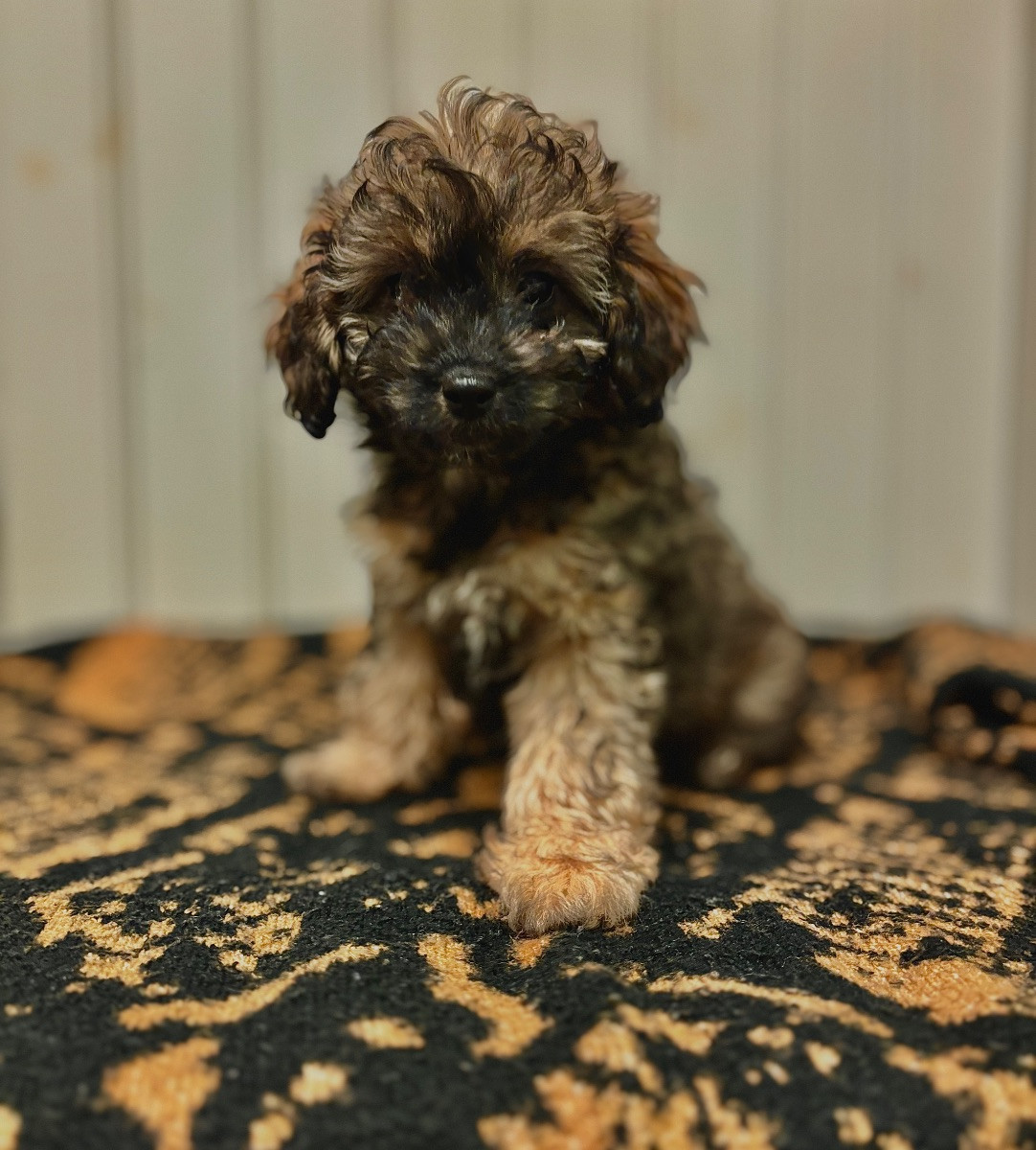 Cavapoo · 2025-10-09 · Norberg · Cajsa A.