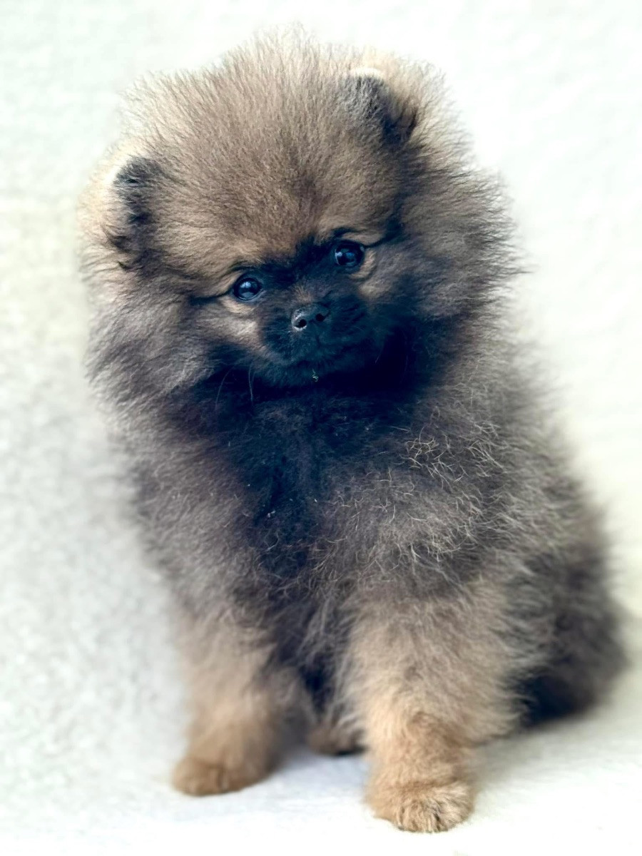 Pomeranian