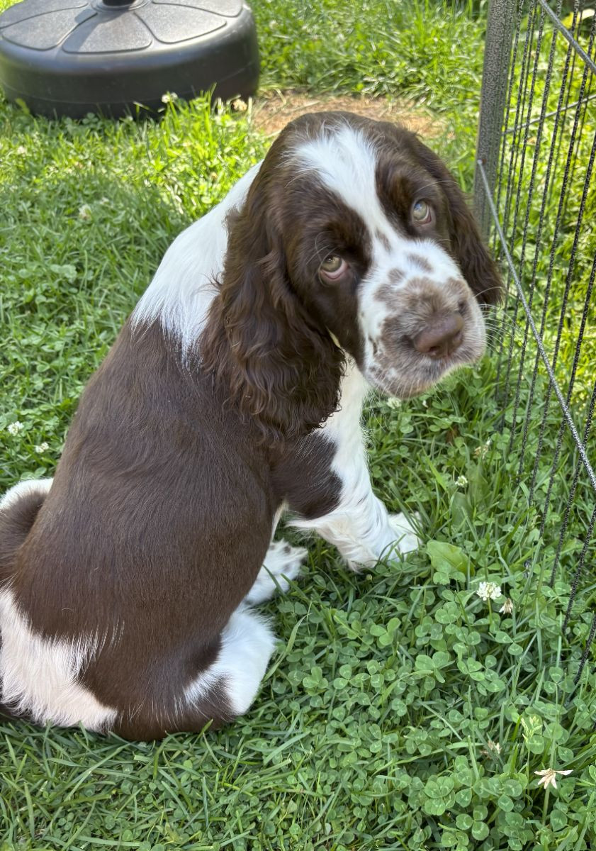 Passion Spaniels