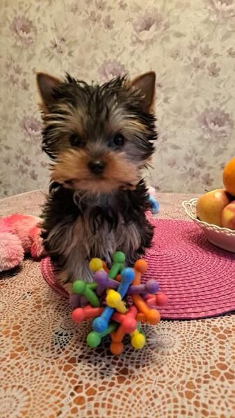 Yorkshire Terrier
