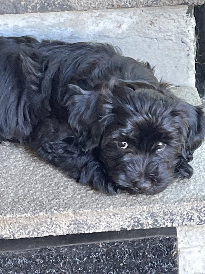 LOU